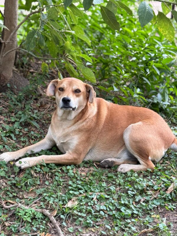 COCO - Imagen 2